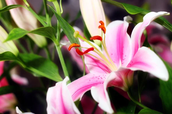 Lily flower — Stock Photo, Image