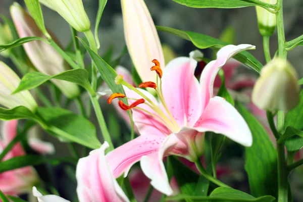 Lily flower — Stock Photo, Image