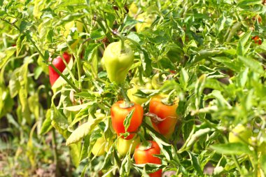 Olgun kırmızı biber