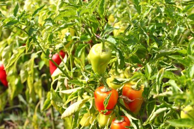 Olgun kırmızı biber