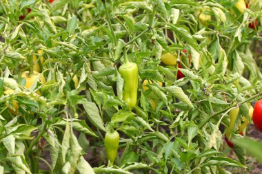 Olgun kırmızı biber