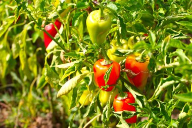 Olgun kırmızı biber