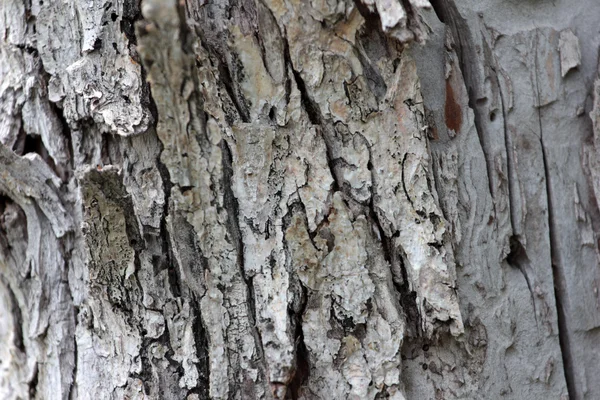 Texture of the bark — Stock Photo, Image