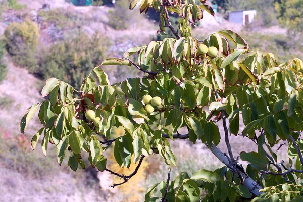 Olgun — Stok fotoğraf