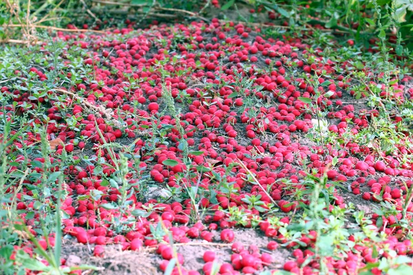 Hawthorn — Stock Photo, Image