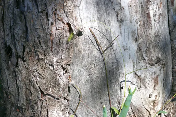 テクスチャの樹皮 — ストック写真