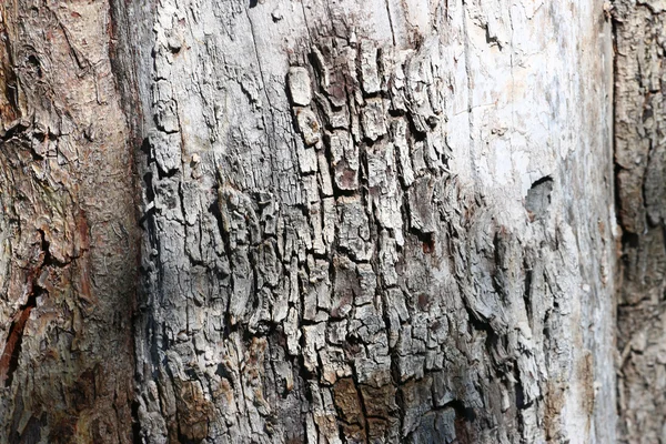 Corteza de textura — Foto de Stock