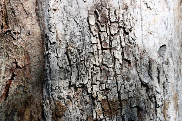 テクスチャの樹皮 — ストック写真