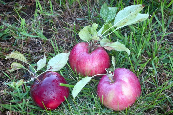 Manzanas — Foto de Stock