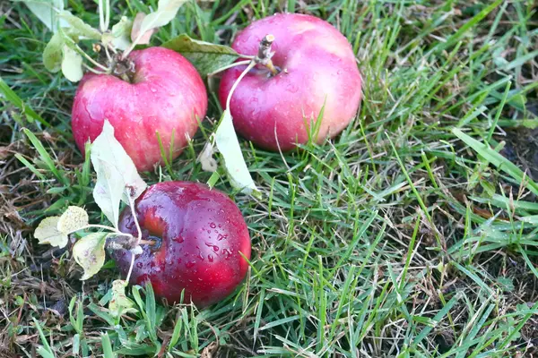 Äpfel — Stockfoto