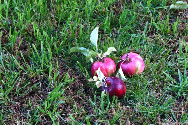 Manzanas — Foto de Stock