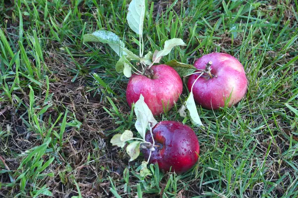 Apples — Stock Photo, Image