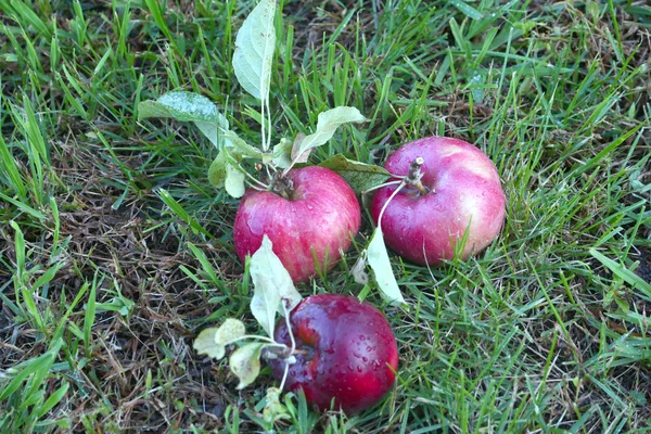 Manzanas — Foto de Stock