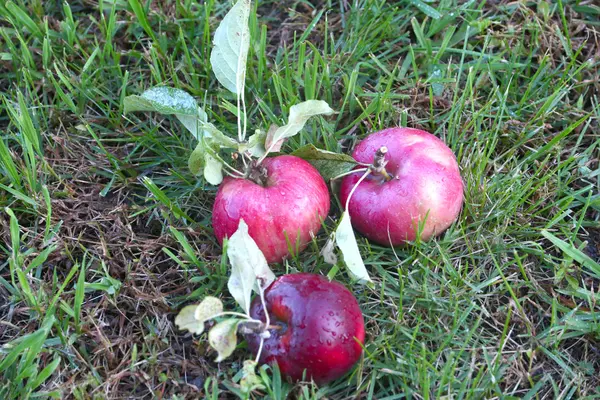 Apples — Stock Photo, Image