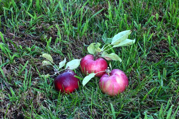 Manzanas — Foto de Stock