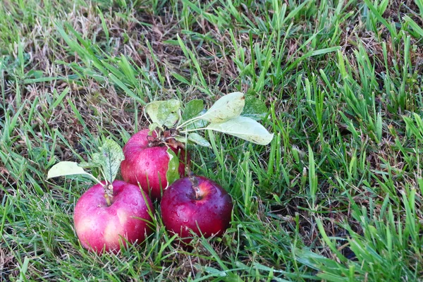 Apples — Stock Photo, Image