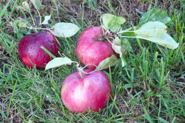 Äpfel — Stockfoto