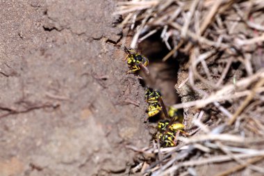 tehlike yaban arısı