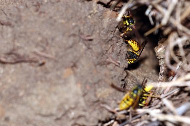 tehlike yaban arısı