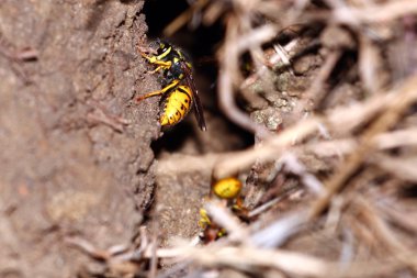 tehlike yaban arısı