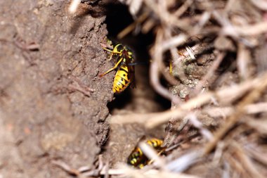 tehlike yaban arısı