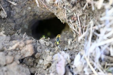 tehlike yaban arısı