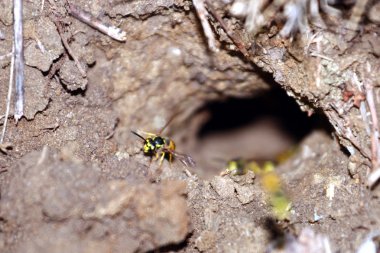 tehlike yaban arısı