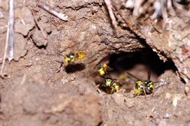 görüntü toprak yaban arısı
