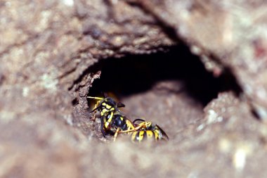görüntü toprak yaban arısı