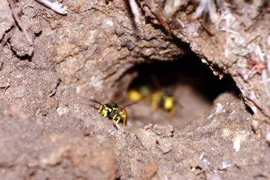 görüntü toprak yaban arısı
