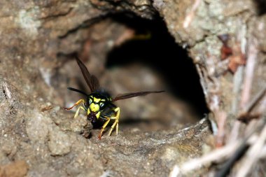 görüntü toprak yaban arısı