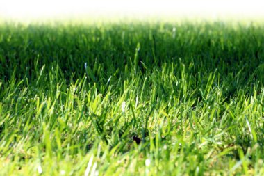 sahne yeşil çayır