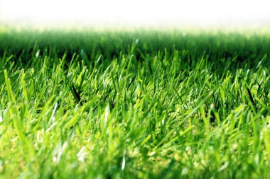 sahne yeşil çayır