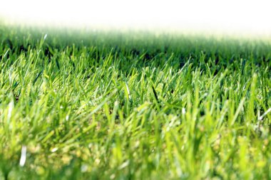 sahne yeşil çayır