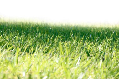 bir tehlike yaban arısı