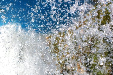 bir tehlike yaban arısı