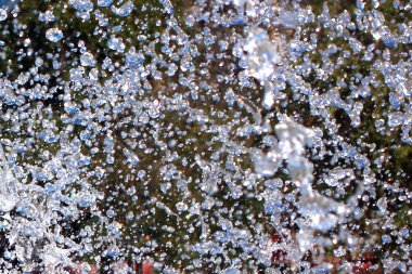 bir tehlike yaban arısı