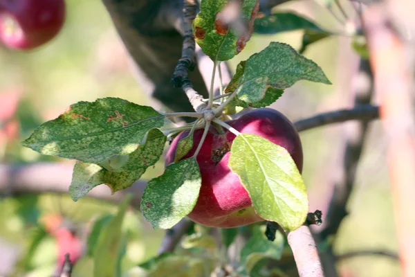 Apfel am Ast — Stockfoto