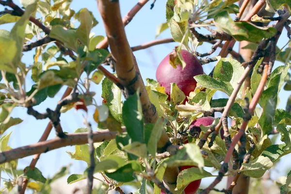 Apple-ág — Stock Fotó