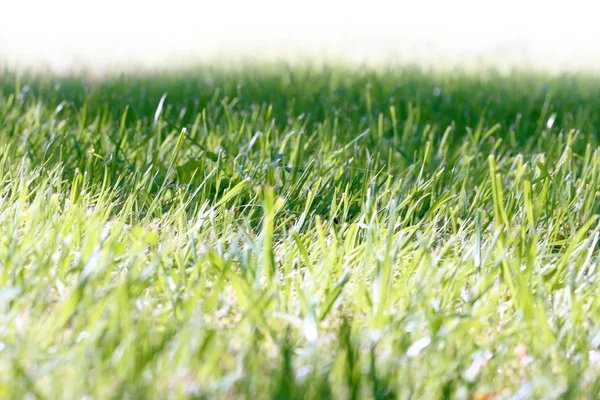 Scene green meadow — Stock Photo, Image