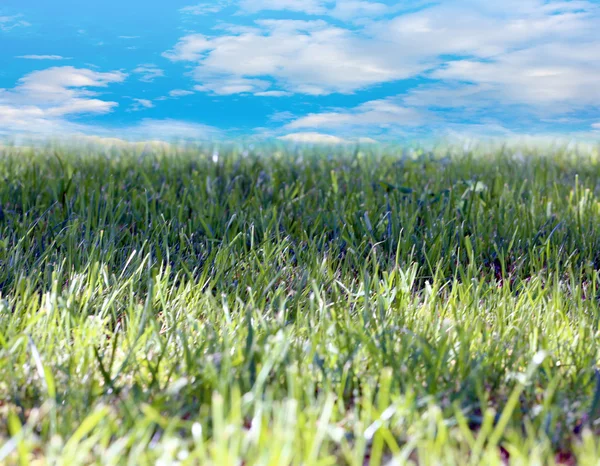 Escena pradera verde — Foto de Stock