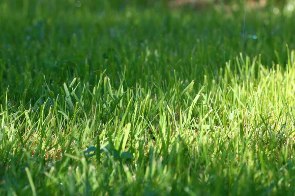 シーン緑の草 — ストック写真