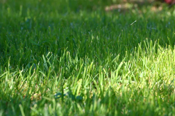 Sahne yeşil çimen — Stok fotoğraf