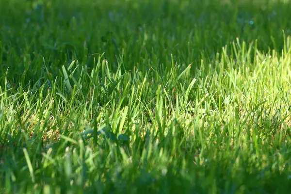 Escena verde hierba — Foto de Stock