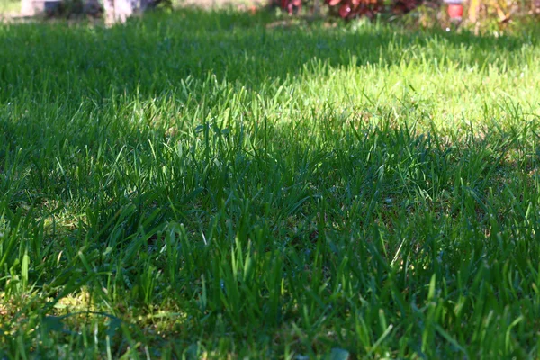 Сцена зелена трава — стокове фото