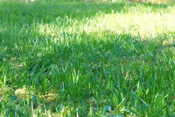 Scene green grass — Stock Photo, Image