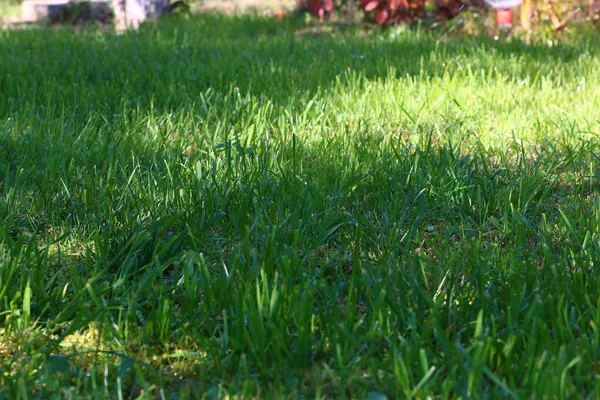 Scene green grass — Stock Photo, Image