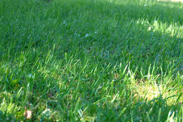 Сцена зелена трава — стокове фото