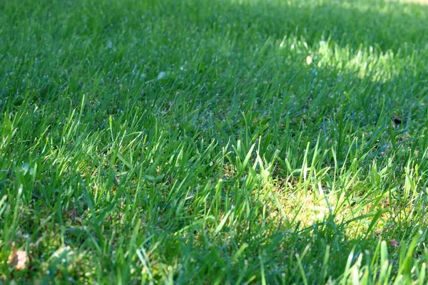 Scénu zelené trávy — Stock fotografie