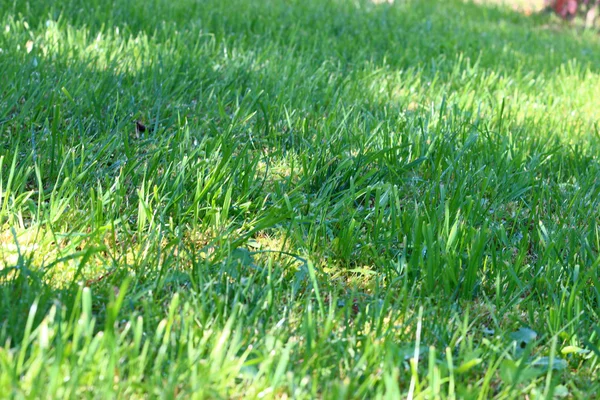 Scene green grass — Stock Photo, Image